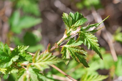 Stephanandra incisa - korunatka klaná - jarní větévka (2)